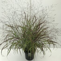 Panicum sangria - Topf 2 ltr
