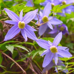 Clematis alpina - Topf 2 ltr