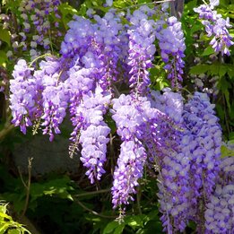 Wisteria sinensis Caroline - 2 ltr Topf