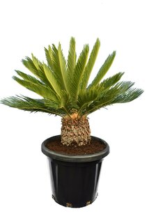 Cycas revoluta - Gesamthöhe 80-100 cm - Topf Ø 38 cm [Palette]