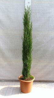 Cupressus sempervirens Totem - totale hoogte 200+ cm - pot Ø 35 cm [pallet]