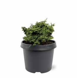 Chamaecyparis obtusa Maureen - 3 ltr