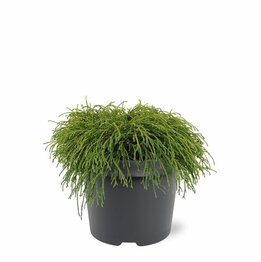Chamaecyparis pisifera Filifera Nana - pot 3 ltr
