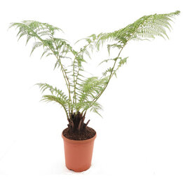 Dicksonia antarctica - Stamm 10-15 cm