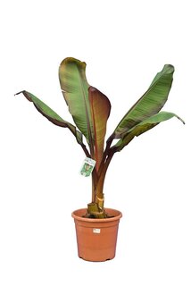 Ensete maurelli - Topf Ø 30 cm