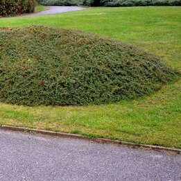 Cotoneaster dammeri Eichholz - Topf Ø 11 cm