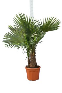Trachycarpus fortunei Multitrunk - Gesamthöhe 160-180 cm - Topf Ø 45 cm - 35 ltr [Palette]