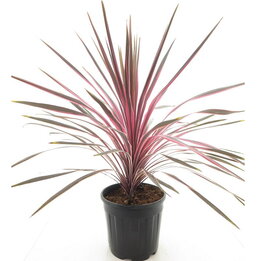 Cordyline australis Southern Splendor - pot Ø 32 cm