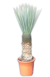 Yucca rigida - Stamm 70-80 cm [Palette]