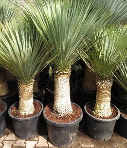 Yucca rostrata - Stamm 60-70 cm - Gesamthöhe 150-170 cm - Topf Ø 45 cm [Palette]