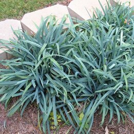 Carex laxiculmis Bunny Blue - Gesamthöhe 40-50 cm - Topf 2 ltr