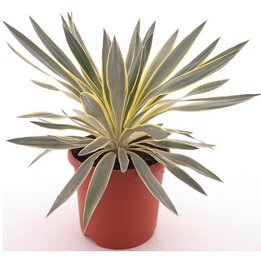 Yucca gloriosa Citrus - Topf Ø 26 cm