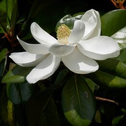 Magnolia grandiflora gloriosa - Topf Ø 17 cm