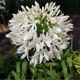 Agapanthus africanus White - Topf Ø 24 cm