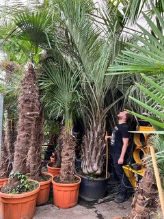 Butia capitata var. odorata - Stamm 100+ cm - Gesamthöhe 300+ cm - Topf 160 ltr [Palette]