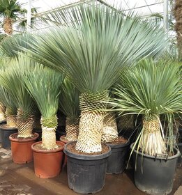 Yucca rostrata - Stamm 90-100 cm [Palette]
