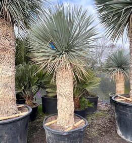 Yucca rostrata - Stamm 100-110 cm [Palette]