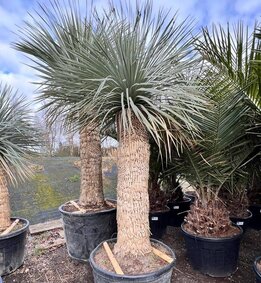 Yucca rostrata - Stamm 140-150 cm [Palette]