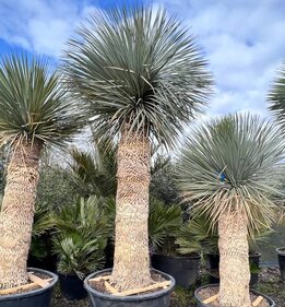 Yucca rostrata - Stamm 180-190 cm [Palette]