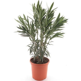 Nerium oleander pink - Gesamthöhe 80-100 cm - Topf Ø 26 cm