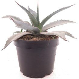 Agave franzosinii - Topf Ø 22 cm