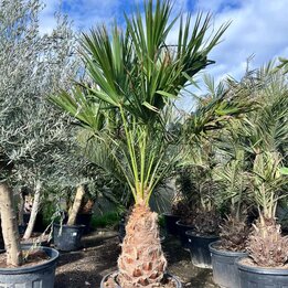 Livistona nitida - Stamm 70-80 cm [Palette]