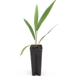 Trachycarpus fortunei - Topf 7 x 7 cm