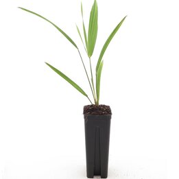 Trachycarpus wagnerianus - Topf 7 x 7 cm
