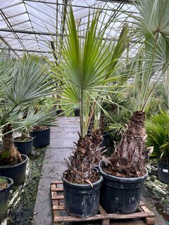 Brahea armata - Stamm 50-60 cm [Palette]