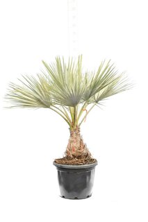 Brahea armata - Stamm 40-50 cm [Palette]