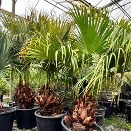 Livistona chinensis - Stamm 50-60 cm [Palette]