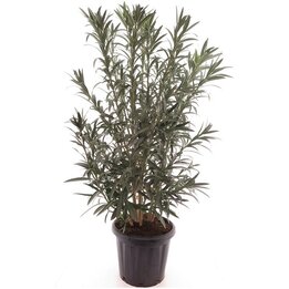 Nerium oleander Weiß - Topf Ø 40 cm
