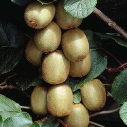 Actinidia chinensis Hayward - Topf 2 ltr