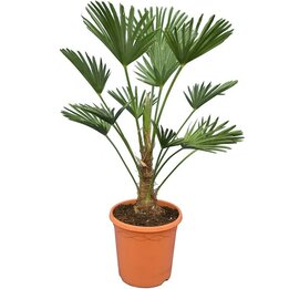 Trachycarpus wagnerianus Frosty - hauteur totale 70-90 cm - pot Ø 26 cm