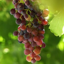 Vitis Vanessa - Topf 2 ltr