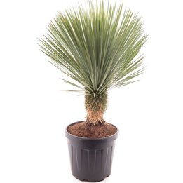 Yucca rostrata - Stamm 30-40 cm