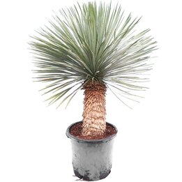 Yucca rostrata - Stamm 40-50 cm