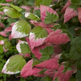 Actinidia kolomikta - Topf 2 ltr
