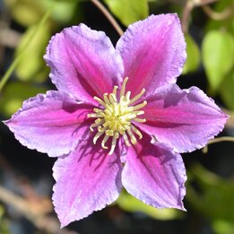 Clematis Piilu - Topf 2 ltr