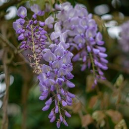 Wisteria floribunda Black Dragon - Topf 2 ltr