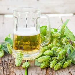 Humulus lupulus - Gesamthöhe 20-40 cm - Topf 2 ltr