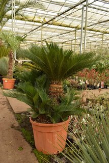 Cycas revoluta - Stamm 40-60 cm [Palette]
