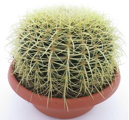 Echinocactus grusonii - Topf Ø 25 cm