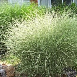 Miscanthus sinensis Morning Light - Gesamthöhe 50-60 cm - Topf 2 ltr