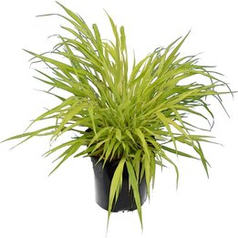Hakonechloa macra Sunflare - Gesamthöhe 30-40 cm - Topf 2 ltr