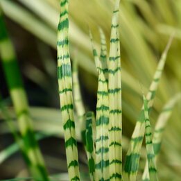 Miscanthus sinensis Gold Breeze - Gesamthöhe 55-65 cm - Topf 2 ltr