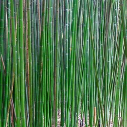 Semiarundinaria fastuosa Viridis - total height 200+ cm - pot 10 ltr [pallet]