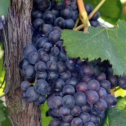 Vitis Boskoop Glorie - Topf 2 ltr