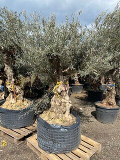 Olea europaea - Stammumfang 120-140 cm [Palette]