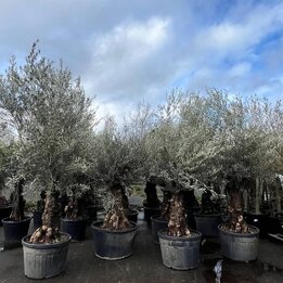 Olea europaea - Stammumfang 100-120 cm [Palette]
